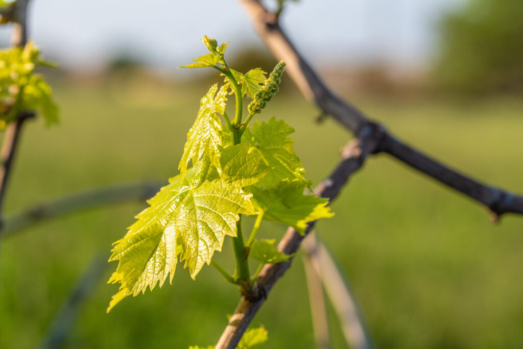 Frühling im Weingarten – die ersten Knospen treiben
